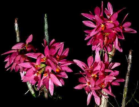 Dendrobium bracteosum